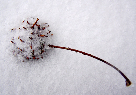 Snow-Covered Spiny