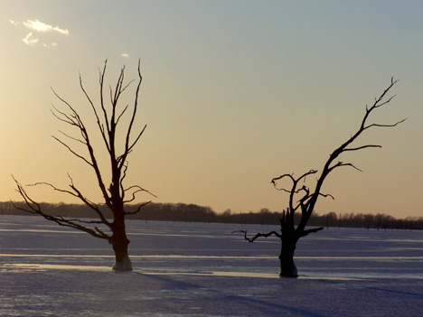 2 Trees in Ice
